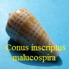 Conus inscriptus maculospira, Pilsbry& Johnson 1922